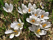 Crocus al Monte Campo, disgelo al lago di Pietra Quadra-3magg23